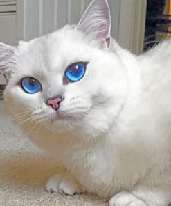 White Cat With Blue Eyes paint by numbers