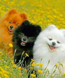 Three Puppies paint by numbers