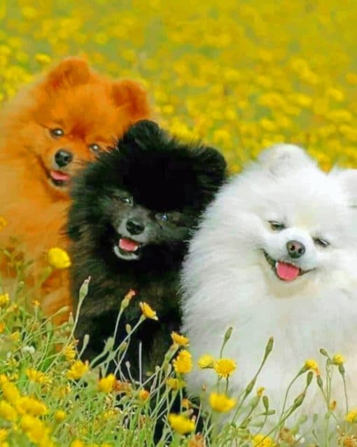 Three Puppies paint by numbers