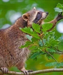 Cute Raccoon On A Tree Painnt by numbers