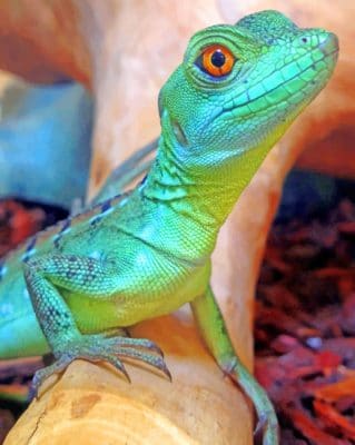 Green Basilisk Lizard paint by numbers