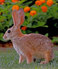 Hare paint by numbers