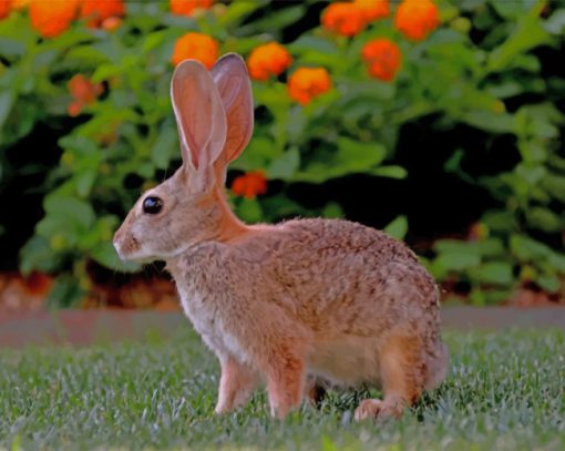 Hare paint by numbers