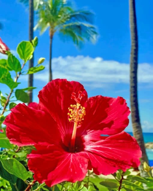 Hibiscus Flower paint by numbers