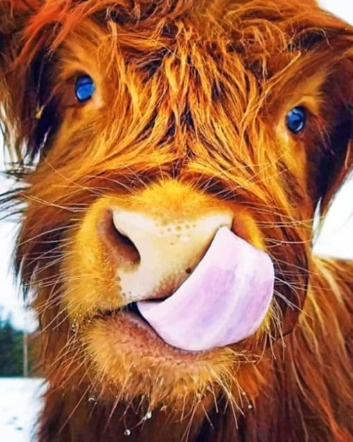 Highland Cow paint By Numbers