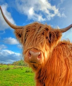 Highland Cow paint by numbers