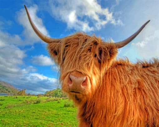 Highland Cow paint by numbers