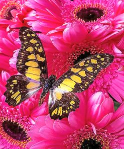 Hydrangea And Butterfly paint By Numbers