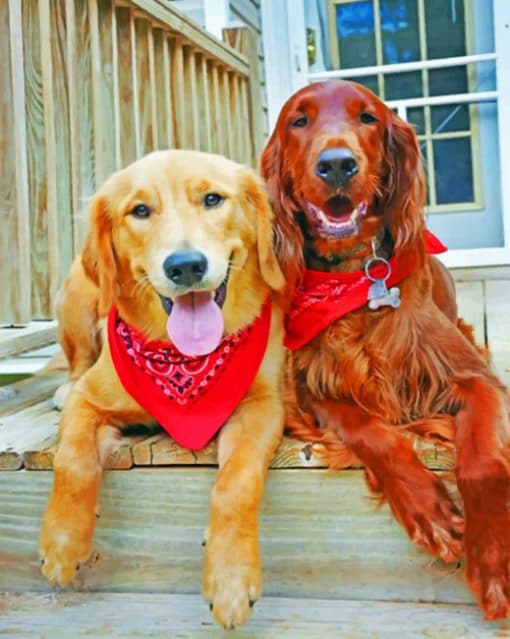 Irish Setter And Golden Retriever paint By numbers