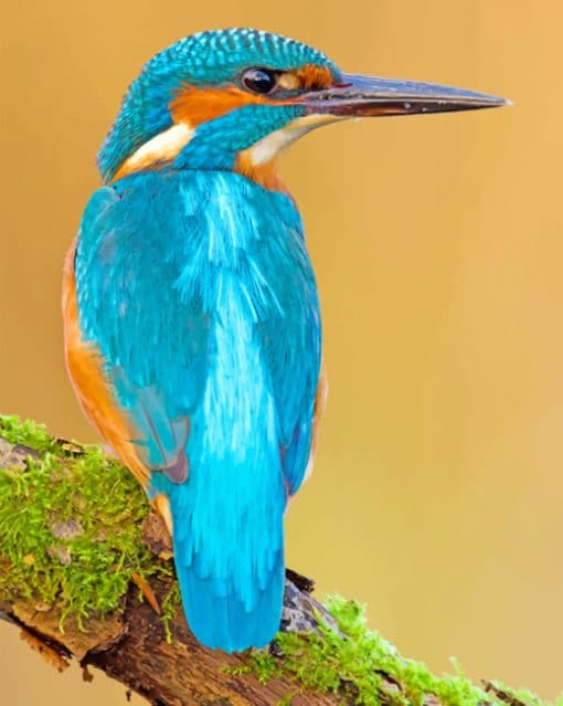 Kingfisher paint by numbers