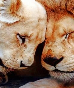 Lion And Lioness paint By Numbers