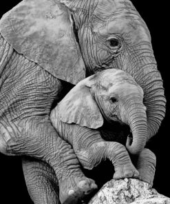 Mom Elephant And Cub paint By Numbers