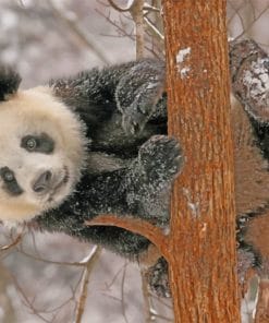 Panda On A Tree paint by numbers