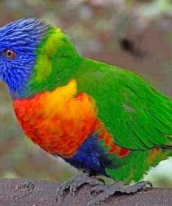 Colorful Parrot paint by numbers