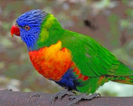 Colorful Parrot paint by numbers