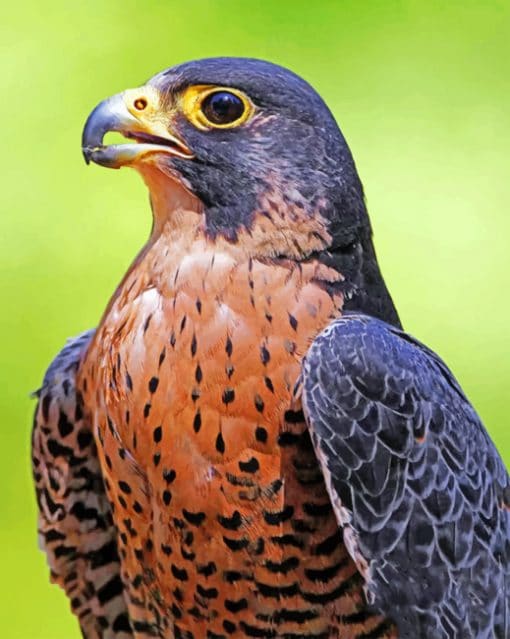 Peregrine Falcon paint by numbers