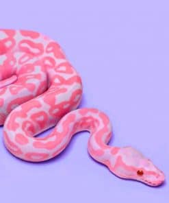 Pink Snake paint by numbers