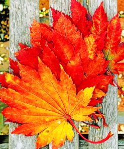 Red Leaves On Wooden Table paint by numbers