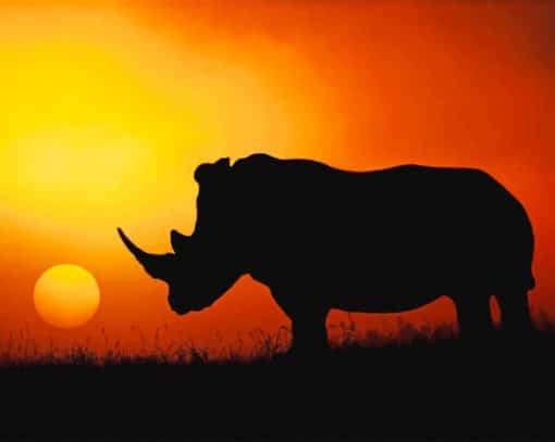 Rhino In Sunset paint by numbers