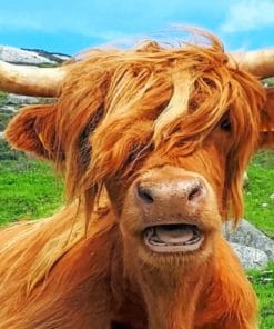 Scottish Highland Cow paint by numbers