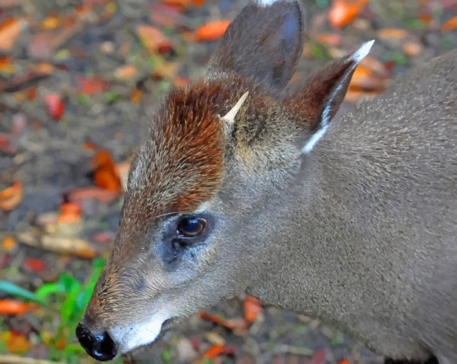 Tufted Deer Paint by numbers
