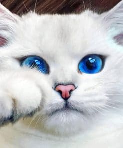 White Cat With Blue eyes paint by numbers