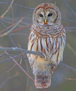 White Owl On A Tree Paint by numbers