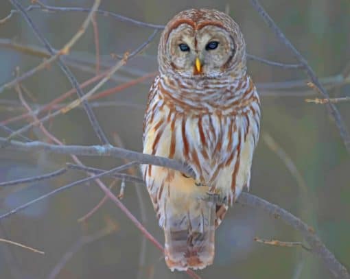 White Owl On A Tree Paint by numbers