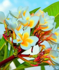 White Plumeria painting by numbers