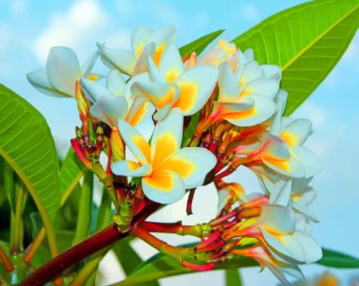 White Plumeria painting by numbers