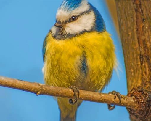 Yellow And Blue Bird Paint by numbers