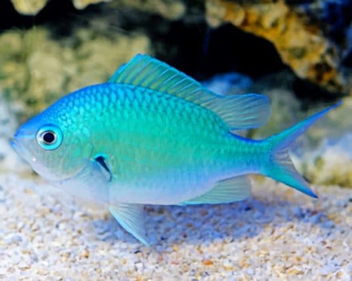 Blue Fish Paint by numbers