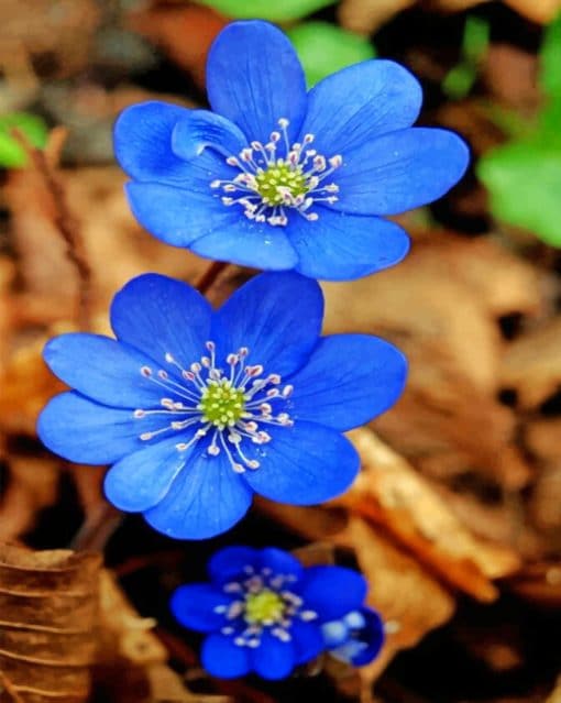 Blue Flowers paint by numbers