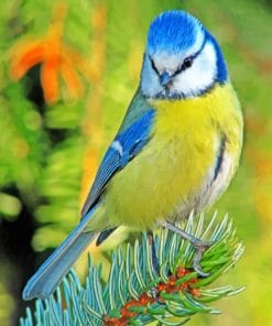 Blue Tit Bird paint by numbers