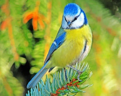 Blue Tit Bird paint by numbers