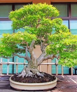 Bonsai Tree paint by numbers