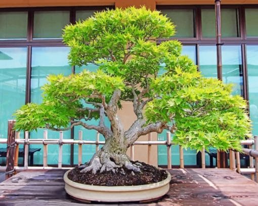 Bonsai Tree paint by numbers