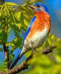 Eastern Blubird paint by numbers