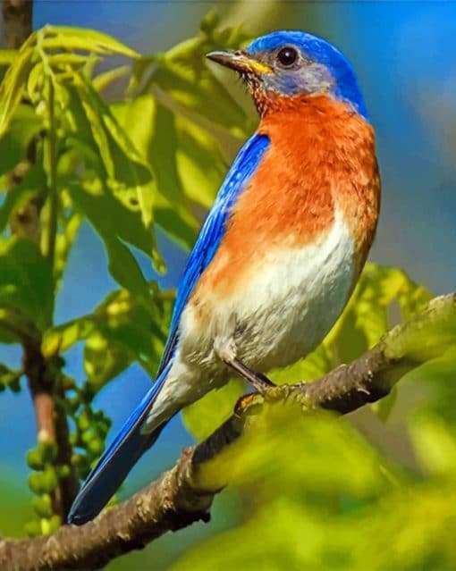 Eastern Blubird paint by numbers