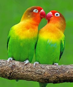 Lovebirds paint By Numbers