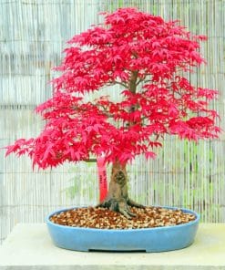 Pink Bonsai Tree paint by numbers