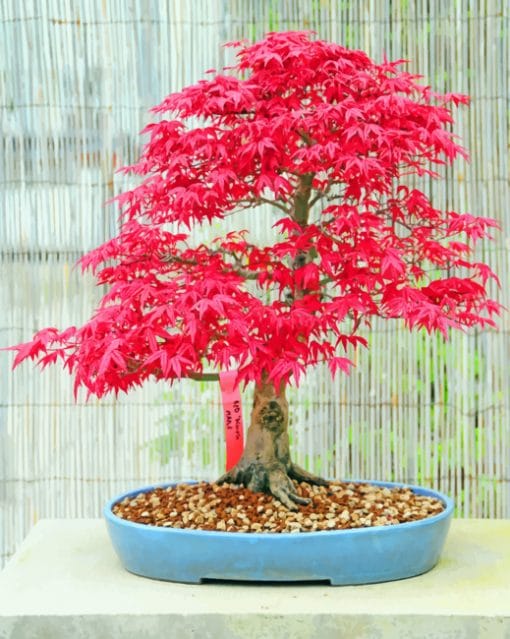 Pink Bonsai Tree paint by numbers