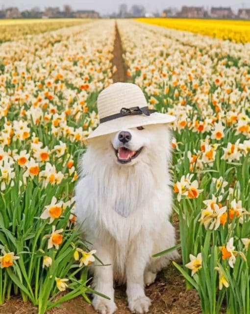 White Samoyed paint By numbers