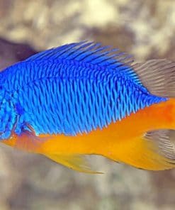 Azure Damselfish paint by numbers