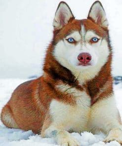 Red Husky paint By Numbers