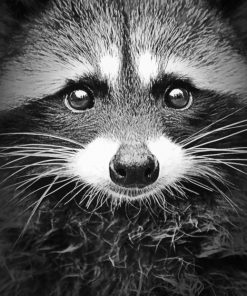 Black And White Raccoon paint By Numbers