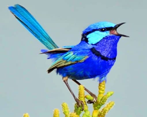 Blue Wren paint by numbers