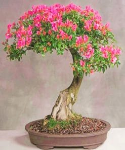 Cherry Blossom Bonsai Tree paint by numbers