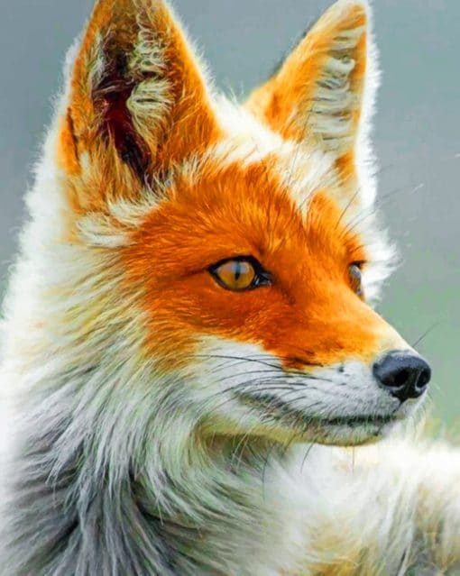 Close Up Fox paint By Numbers