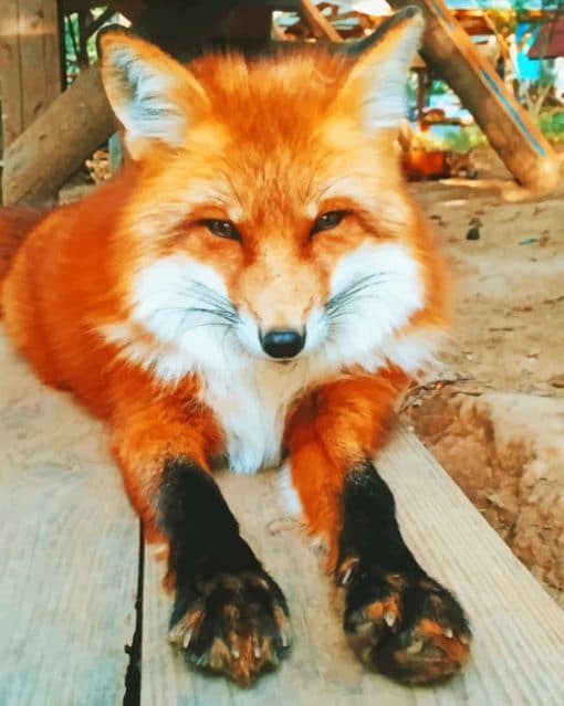 Close up Red Fox paint By numbers